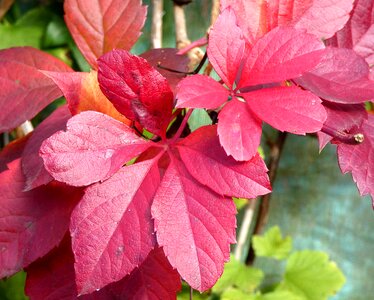 Fall purple foliage