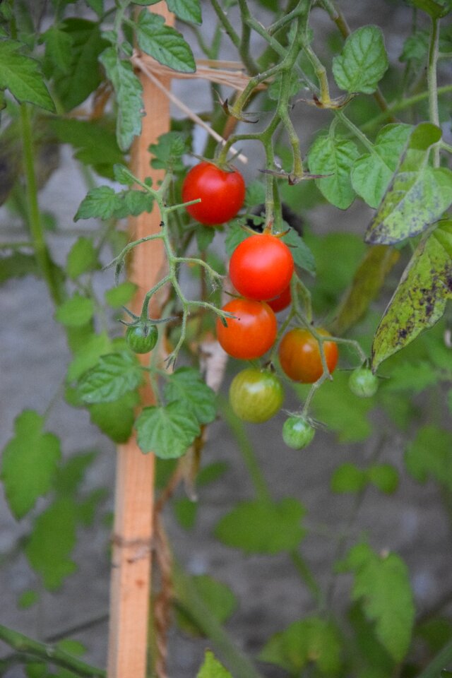 Food delicious green