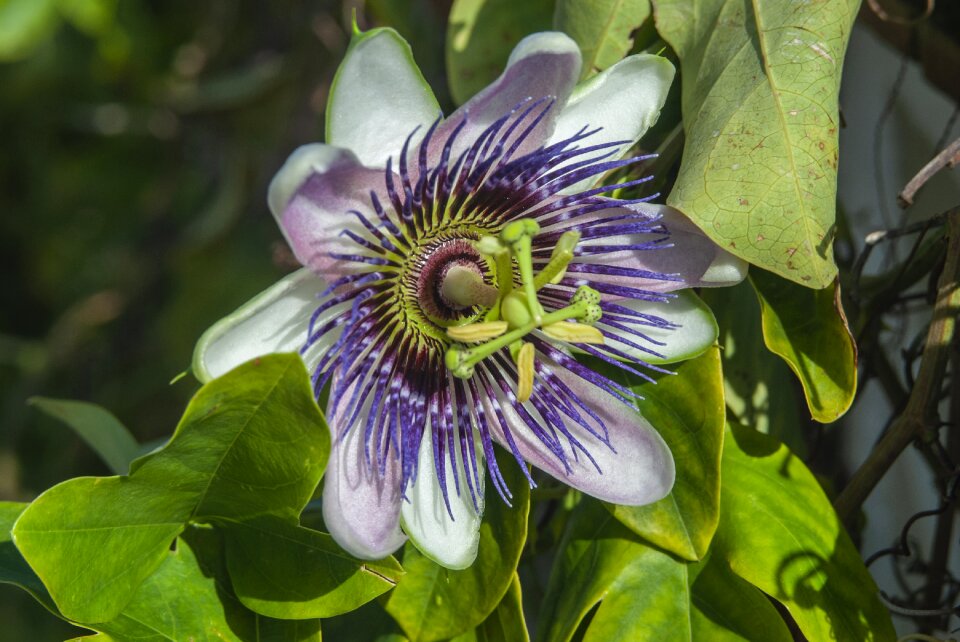 Beauty nature garden