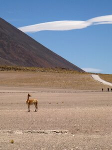 Blue lagoon lama personal