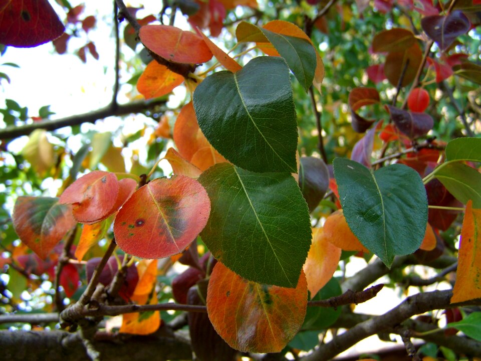 Autumn discoloration nature
