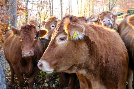 Cow herd herd of cattle agriculture photo