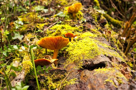 Mushrooms fungi green