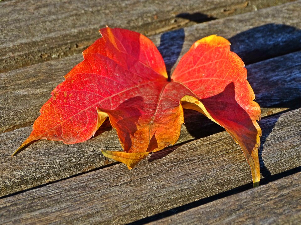 Red colorful nature