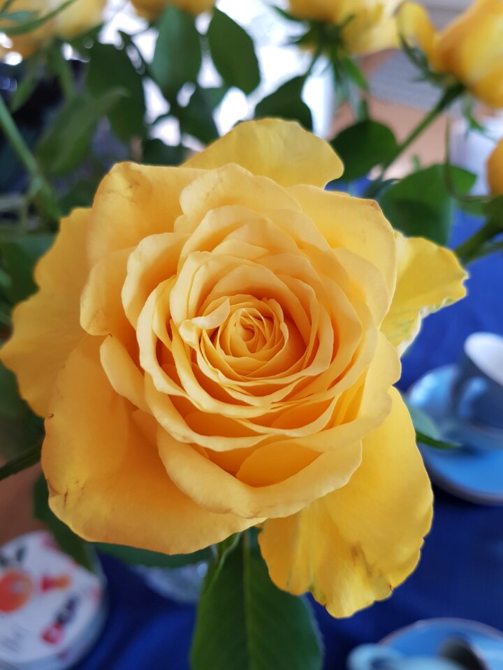 Nature flowers yellow