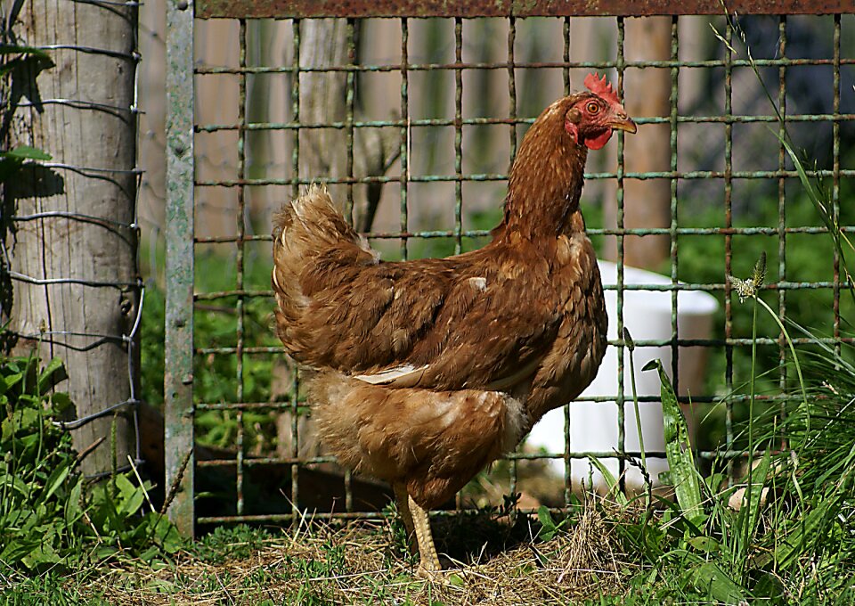 Bird kennel poultry