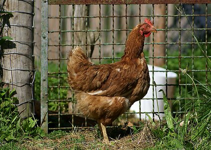 Bird kennel poultry photo