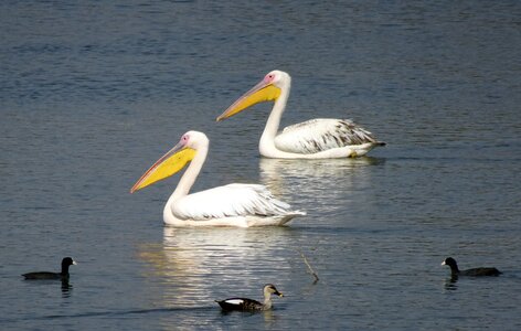 Eastern white pelican rosy pelican white pelican photo