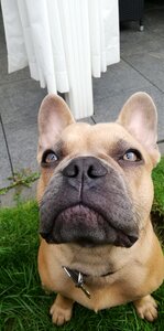 French bulldog grass brown photo