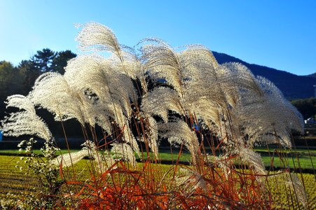 Nature wind landscape