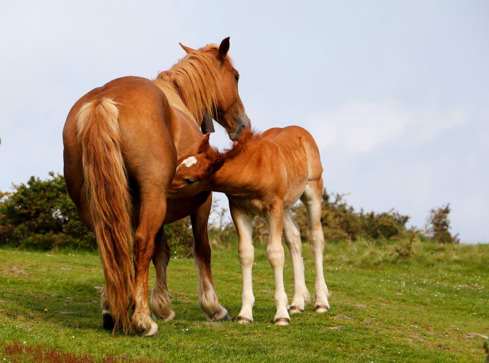 Mammal pastures horses photo