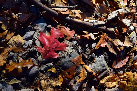Colorful red golden