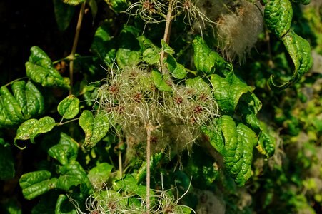 Flower foliage creeper