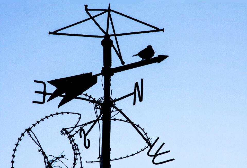 Birds wing freedom