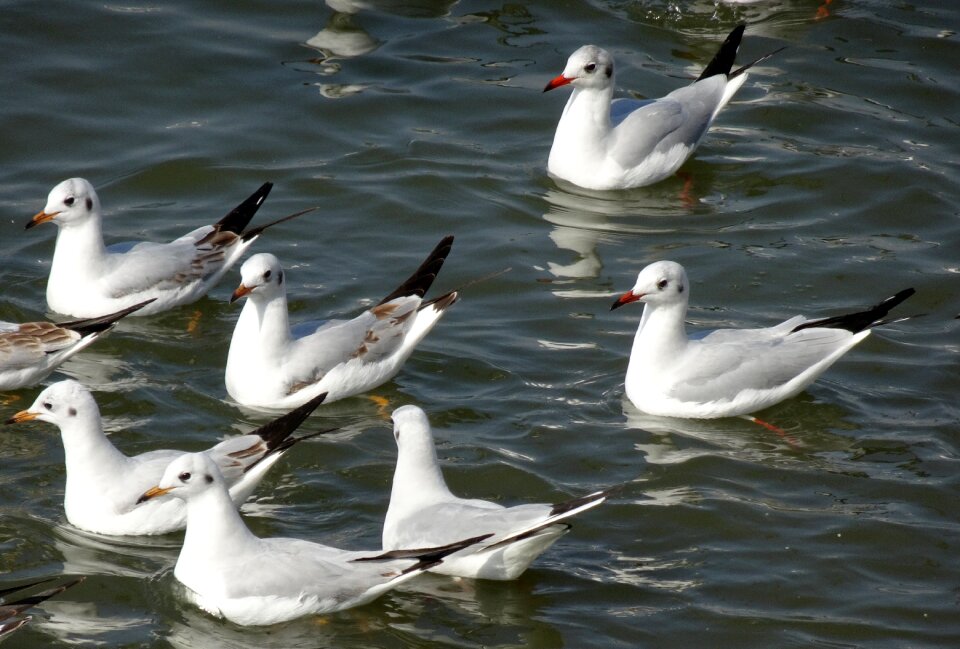 Chroicocephalus ridibundus small gull migratory