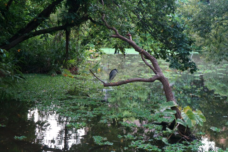 Asia botanical garden garden