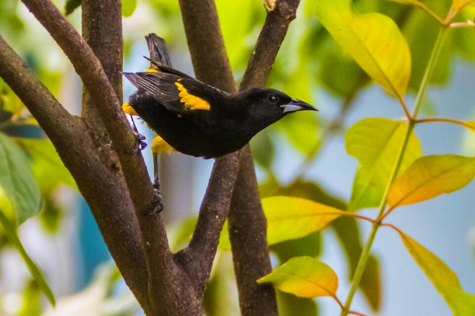 Yellow and black birding forest