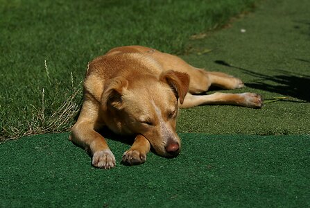 Dog breed hybrid stray dog photo