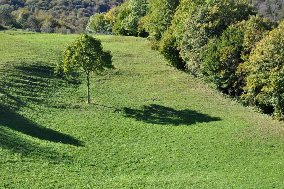 Landscape green calm