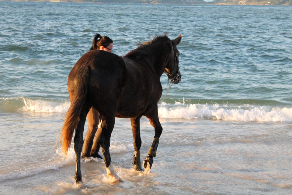 Horse beach sea