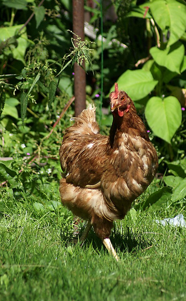 Bird kennel poultry