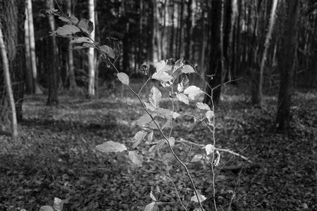 Forest sheet of black-and-white nature