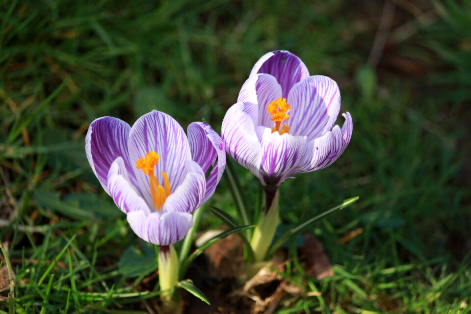 Flower purple stripe