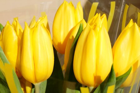 Yellow tulips nature photo