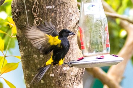 Yellow and black birding forest