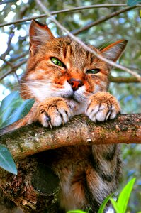 Feline outdoors mustache