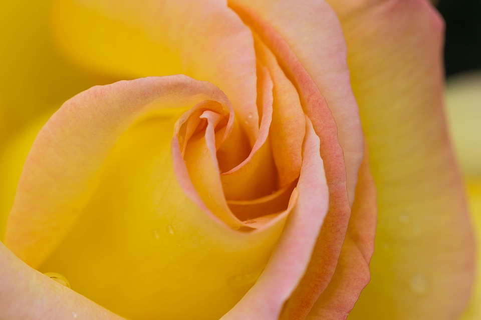 Bloom love colorful