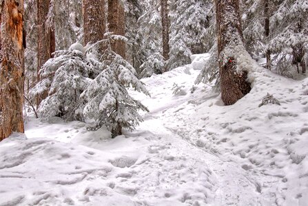 Cold forest freeze
