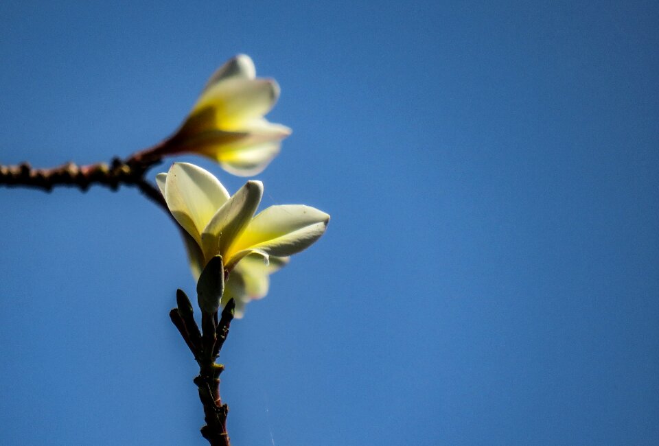 Nature vibrant fresh