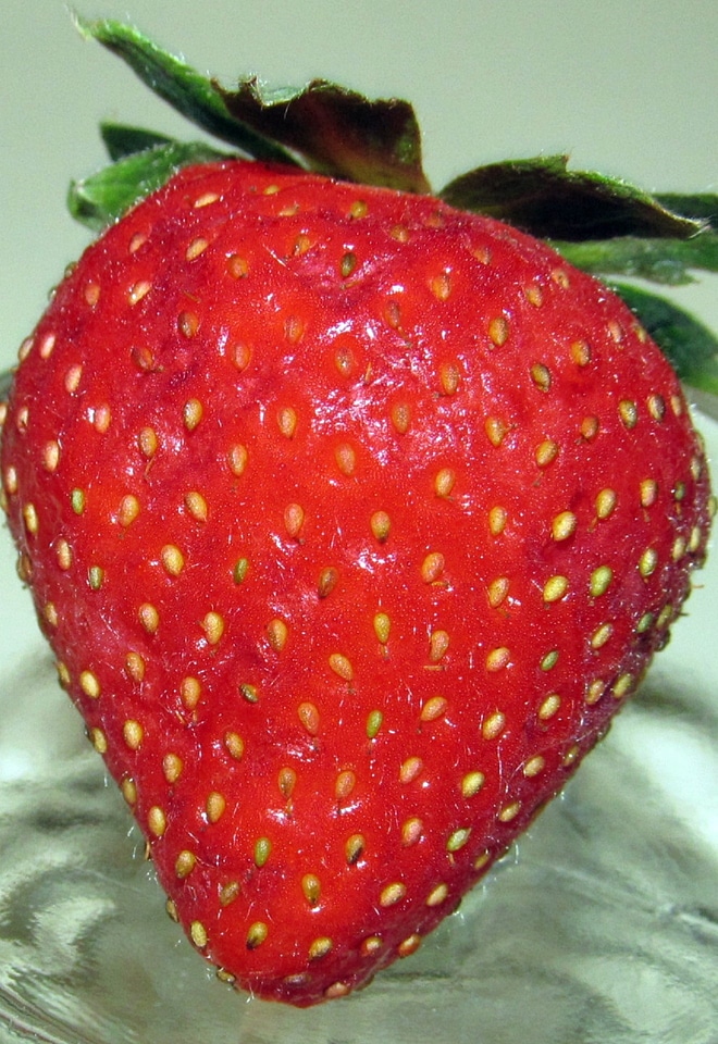 Tasty leaves fruit