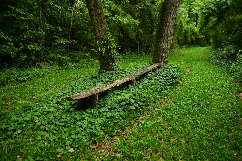 Forest trees environment photo