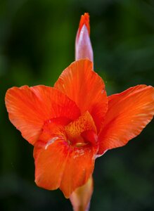 Bloom blossom flower