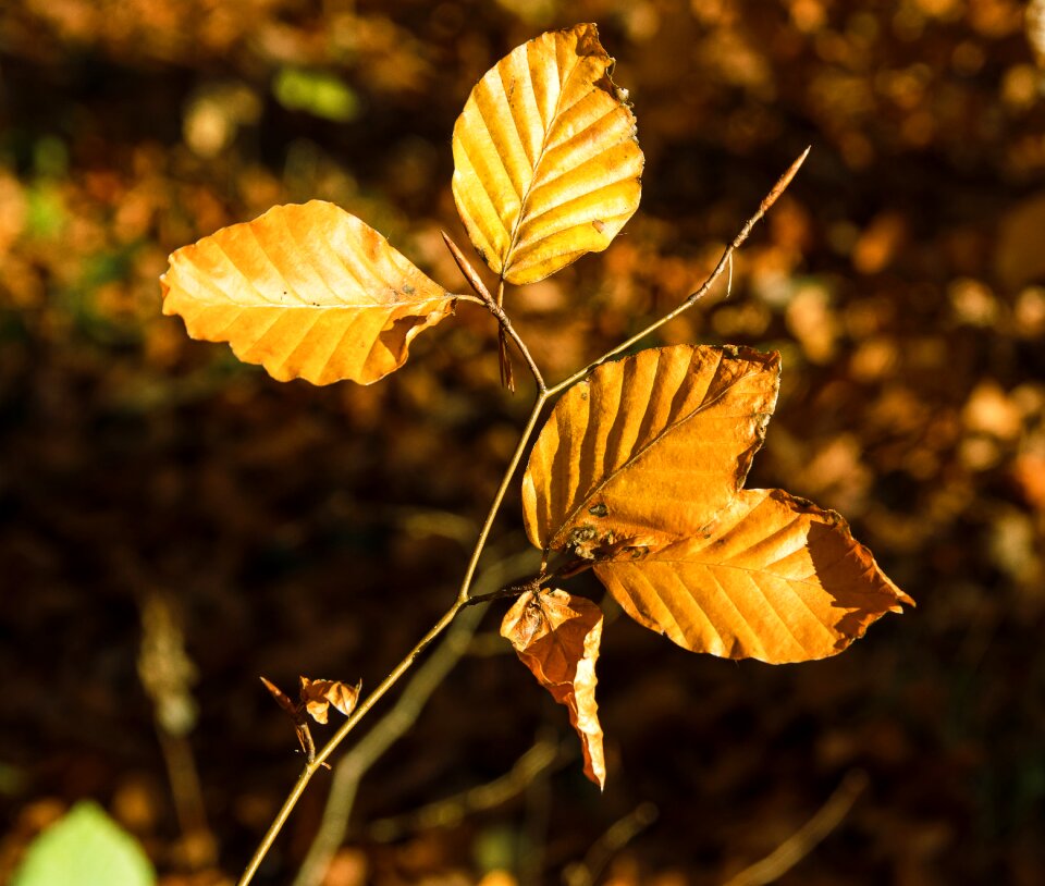 Fall color bright brown