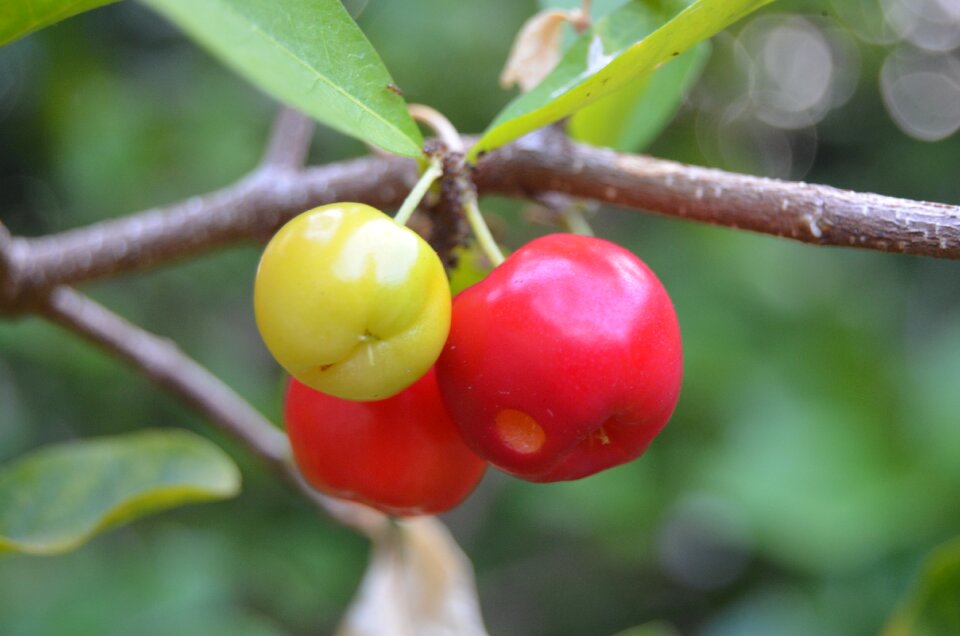 Vitamin brazil nature