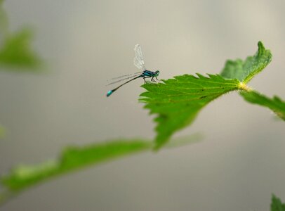 Insecta leaf nature