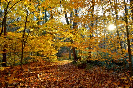 Colorful yellow golden photo