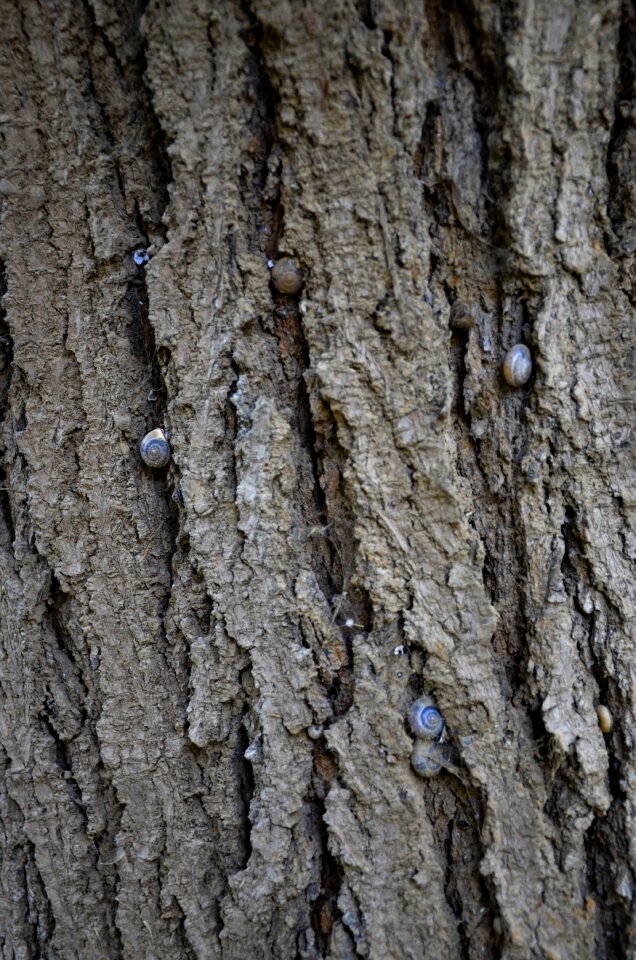 Nature tree pattern