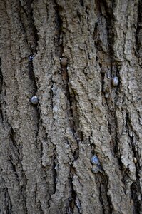 Nature tree pattern photo