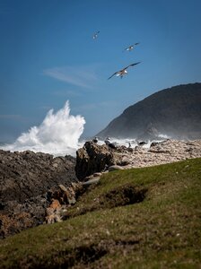 Gulls wave wind photo