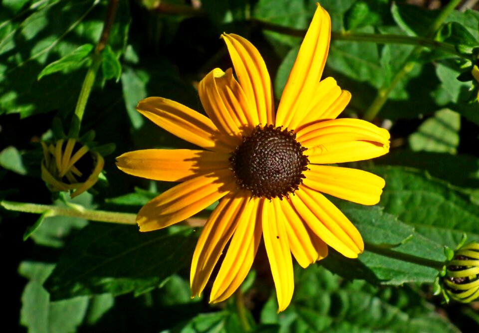 Yellow summer nature photo