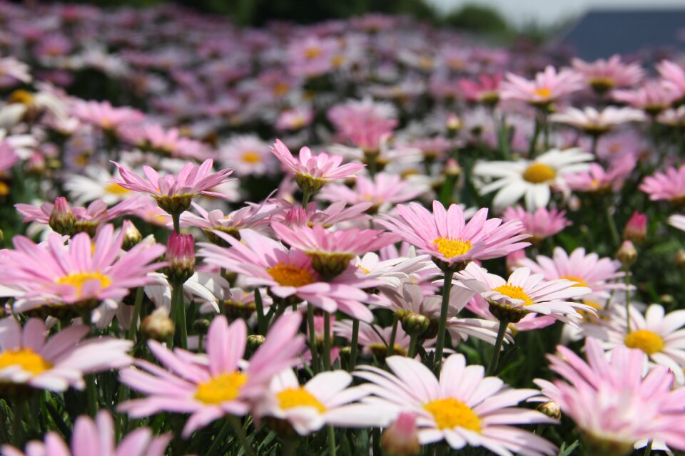 Spring pink park