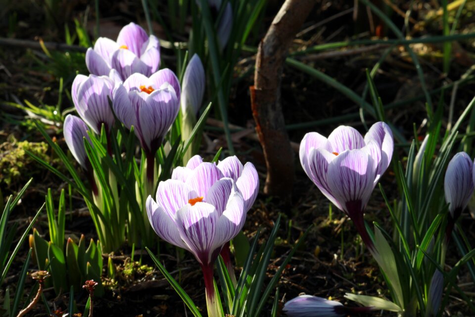 Flower purple stripe