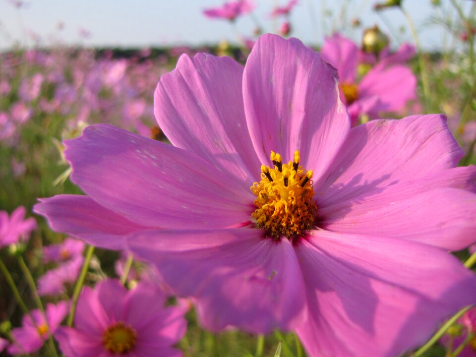 Nature blossom summer