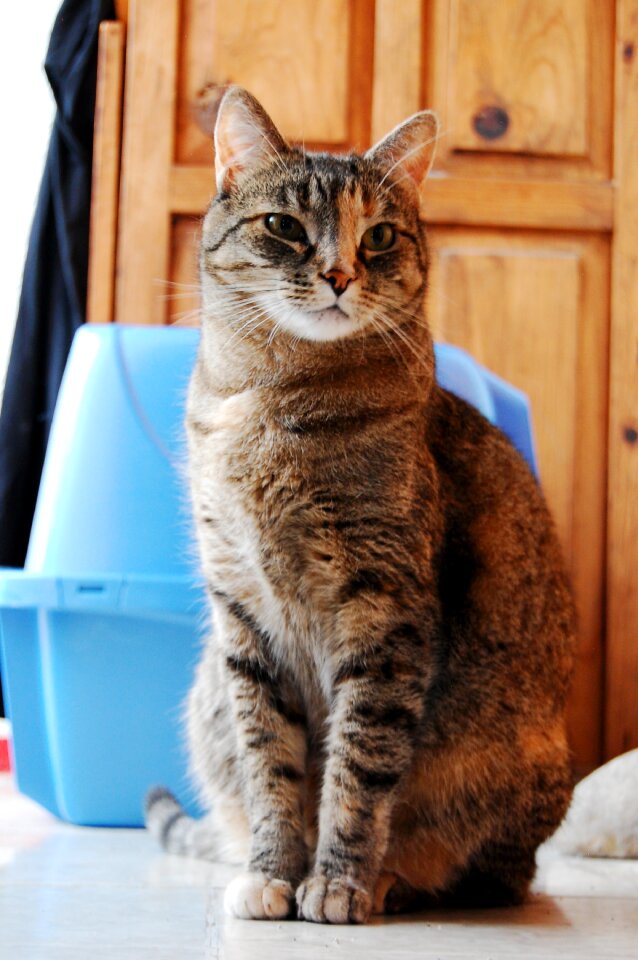 Nice cats feline