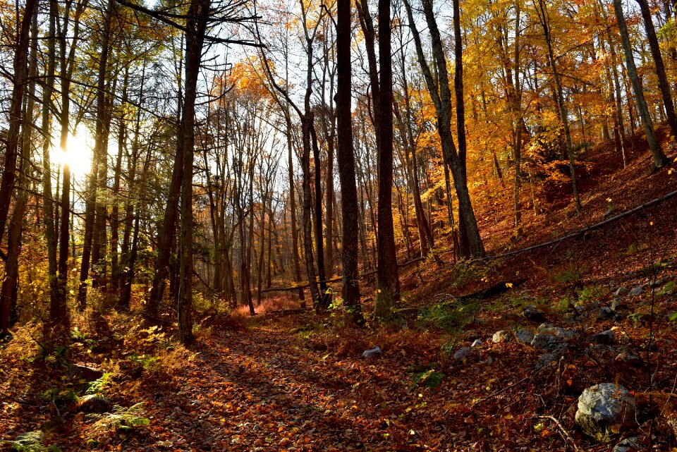 Colorful yellow golden