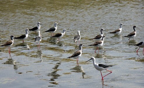 Common stilt pied stilt himantopus himantopus